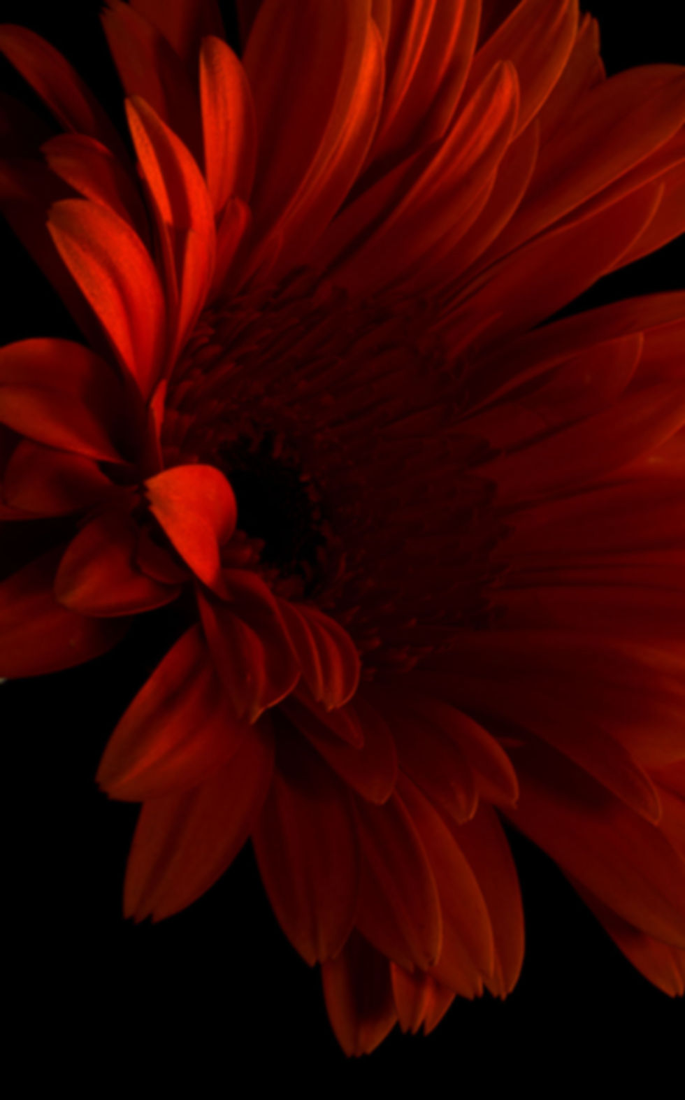 Red Flower Closeup