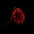 Gerbera Flower