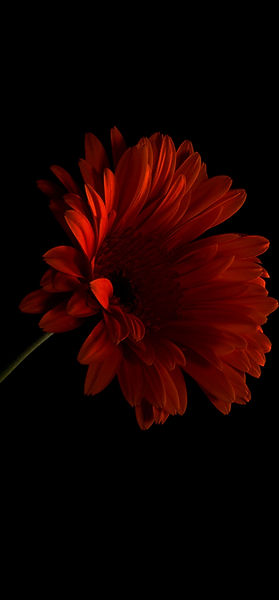 Gerbera Flower