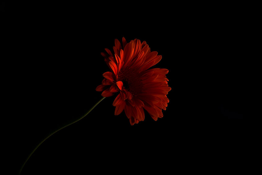 Fleur de Gerbera