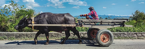 Farmer and Carabao