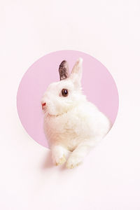 lapin blanc