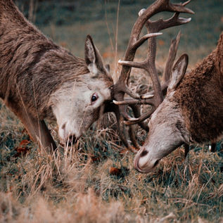 Mental Cruelty in Marriage Explained: Supreme Court’s 14 Illustrative Examples from Samar Ghosh v. Jaya Ghosh Case (2007)