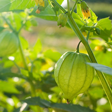 Tomatillo Plant