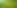 Green Vegetables Plant