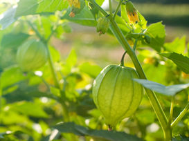 Satoyama Mace Initiative Launches KMGBF-Aligned Carbon Mitigation Methodologies