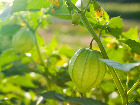 Plants Monitor Day Length by Measuring the Length of the Night.