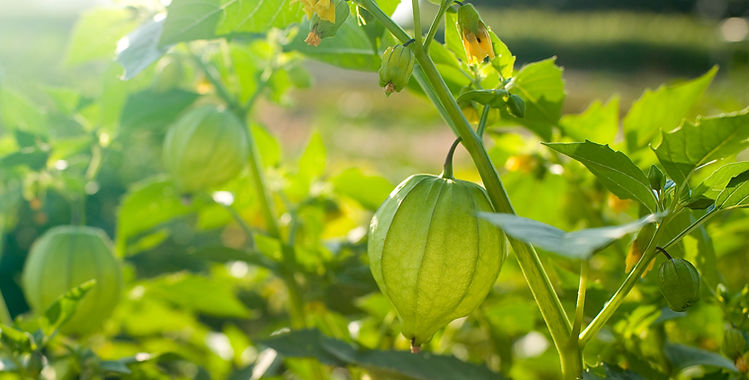 Tomatillo Plant