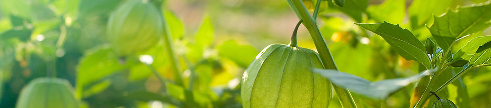 Planta de Tomatillo