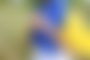 З Днем Державного прапора України!