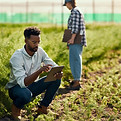 Two farmers analyzing field