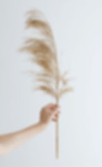 Pampas
