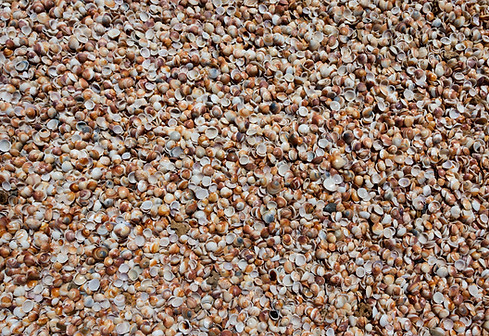 Sfondo di conchiglie marine