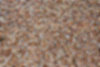 Seashells