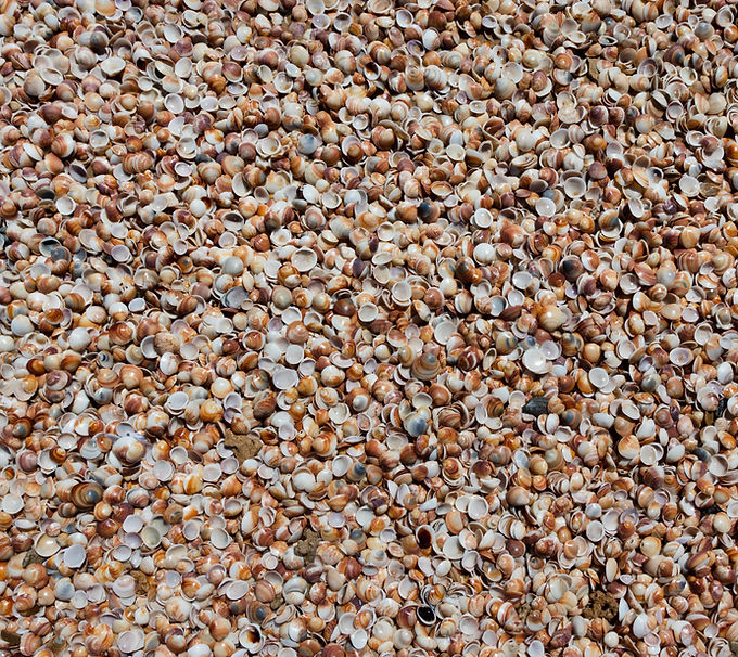 Sea Shells Background