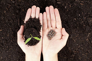 Open hands with newly sprout plant and seeds