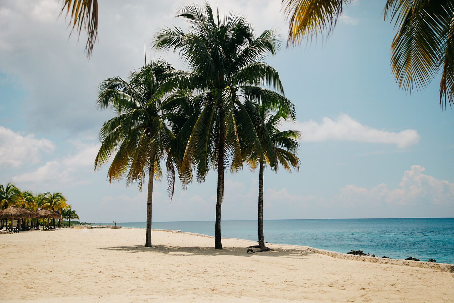 Palm Trees