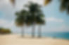 Palm Trees