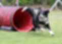 Black and white Border Collie running out of a red agility tunnel on a grassy parkour course outdoors