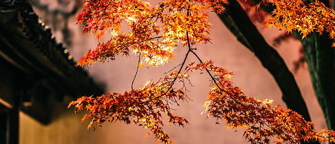 Autumn Maple Leaves