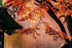 Maple Tree