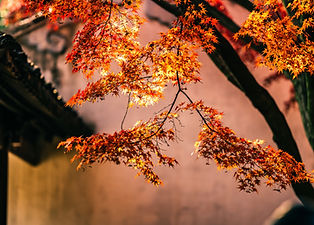 Maple Tree