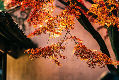 Maple Tree