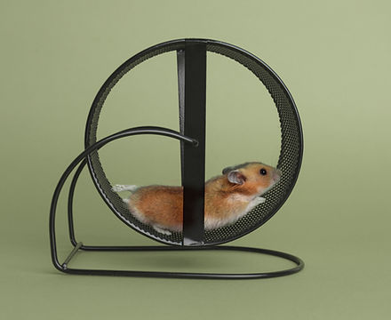 Hamster Wheel