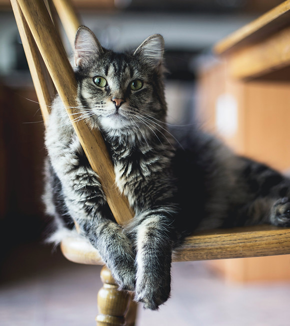 Cat On Wooden Chair