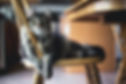 Cat Portrait