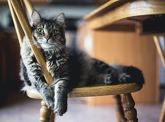 Cat Portrait