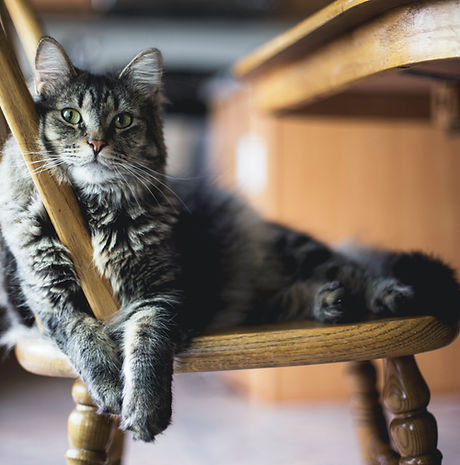 A cat sitter in New Islington visiting a cat laid on a chair.