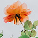 Orange Rose Closeup
