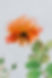Rose Flower