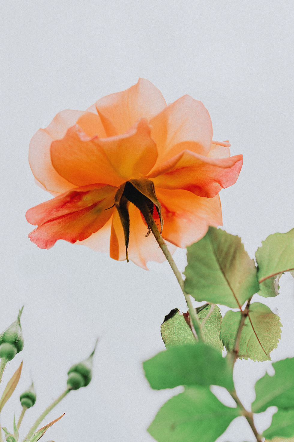 Primo piano di rosa arancione