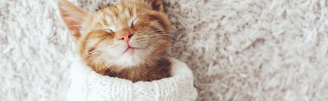 Cat Being Cozy