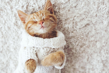 Cat Being Cozy