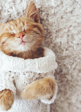 Cat Being Cozy