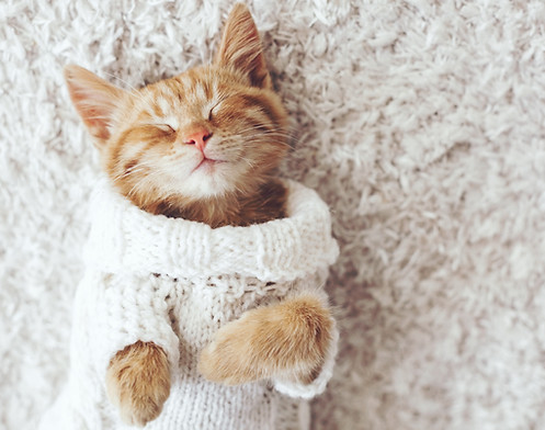 Cat Being Cozy