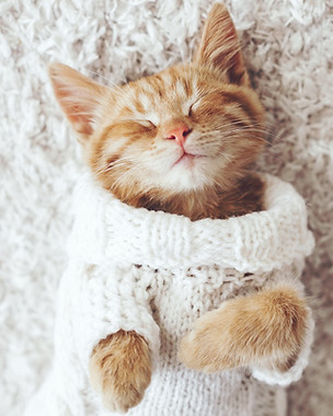Cozy Cat Portrait