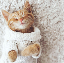 Cat Being Cozy