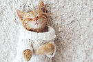 Cat Being Cozy
