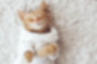 Cat Being Cozy