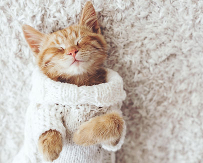 Cat activities Decor