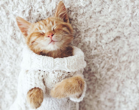 Cat Being Cozy