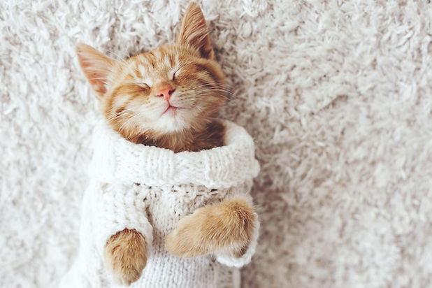 Cat Being Cozy