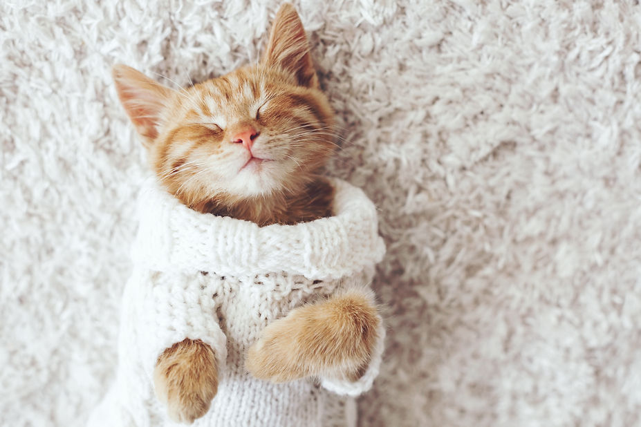 Cozy Cat Portrait
