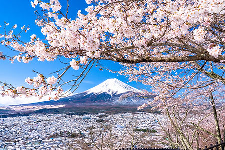 富士山と桜