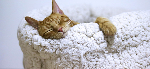 sommeil de chat