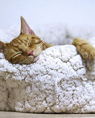 cat sitter in Hedge end, West end, Botley, Hamble, Netley, Bursledon, Whiteley